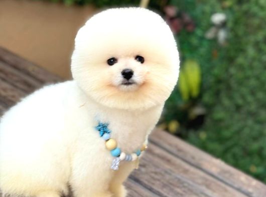 Ayıcık Surat Pomeranian Yavrular görsel