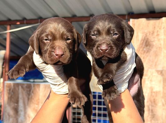 Labrador Yavurlarımız Ruhsatlı Çıftlıyımızden görsel