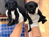 Labrador Yavurlarımız ruhsatlı çıftlıyımızden