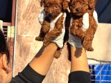 Teucap Kore Red Poodle