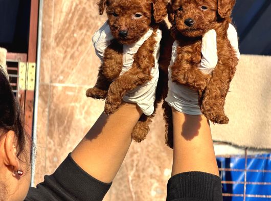 Teucap Kore Red Poodle görsel