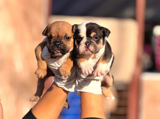 Egzotik Inglız Bulldog görsel