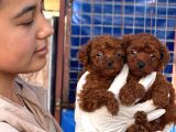 Teucap Kore Red Poodle