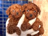 Teucap Kore Red Poodle