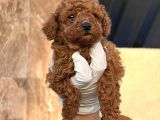 Toy Poodle Yavurlarımız Ruhsatlı Çiftlıyımızden