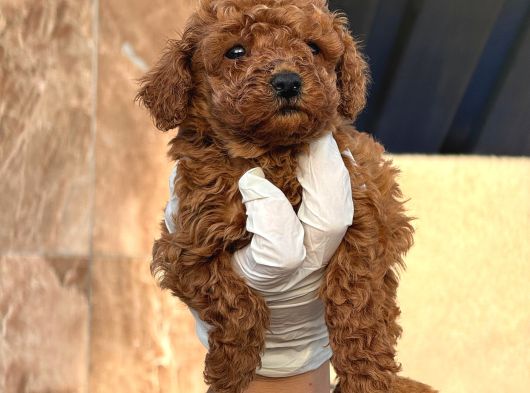 Toy Poodle Yavurlarımız Ruhsatlı Çiftlıyımızden görsel