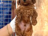Toy Poodle Yavurlarımız Ruhsatlı Çiftlıyımızden