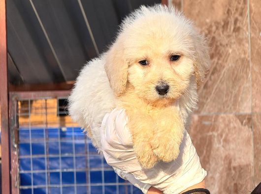 Dev Poodle Safkan Orjınal görsel
