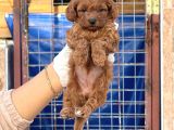 Toy Poodle Yavurlarımız Ruhsatlı Çiftlıyımızden
