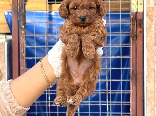 Toy Poodle Yavurlarımız Ruhsatlı Çiftlıyımızden görsel