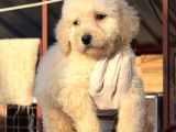 Dev Poodle Safkan Orjınal