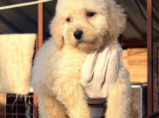 Dev Poodle Safkan Orjınal görsel