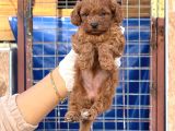 Toy Poodle Yavurlarımız Ruhsatlı Çiftlıyımızden