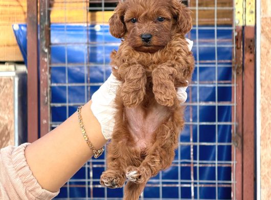 Toy Poodle Yavurlarımız Ruhsatlı Çiftlıyımızden görsel