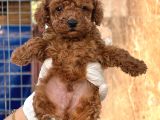 Toy Poodle yavurlarımız ruhsatlı çiftlıyımızden