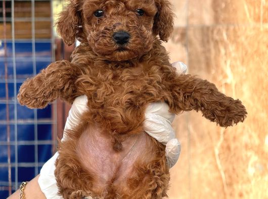 Toy Poodle Yavurlarımız Ruhsatlı Çiftlıyımızden
