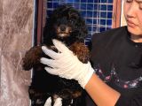 Phantom Poodle Yavrularımız