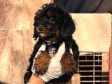 Phantom Poodle Yavrularımız