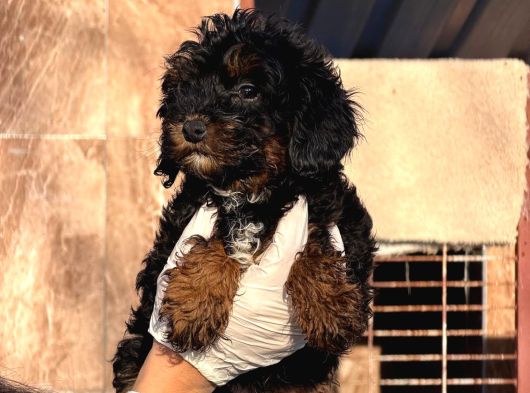 Phantom Poodle Yavrularımız görsel