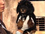 Phantom poodle yavrularımız