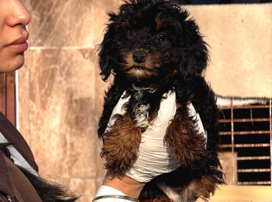 Phantom Poodle Yavrularımız