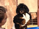Phantom Poodle Yavrularımız