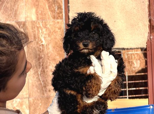 Phantom Poodle Yavrularımız görsel