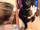 Phantom Poodle Yavrularımız