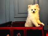 6 Aylık Dişi Sevimli Beyaz Pomeranian