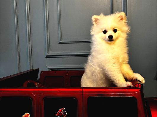 6 Aylık Dişi Sevimli Beyaz Pomeranian görsel