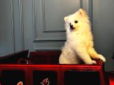 6 Aylık Dişi Sevimli Beyaz Pomeranian