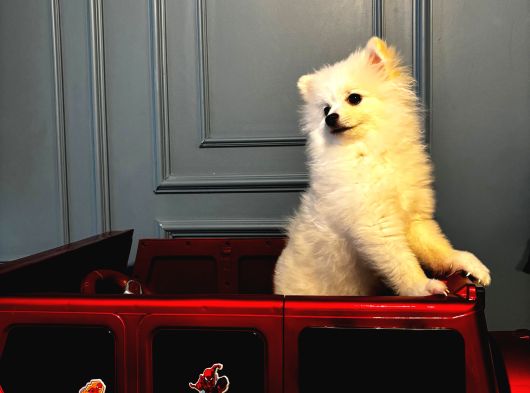 6 Aylık Dişi Sevimli Beyaz Pomeranian görsel