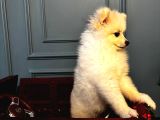 6 Aylık Dişi Sevimli Beyaz Pomeranian