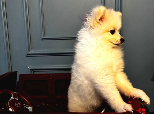 6 Aylık Dişi Sevimli Beyaz Pomeranian görsel
