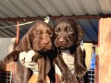 Labrador Yavrularımiz