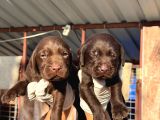 Labrador yavrularımiz