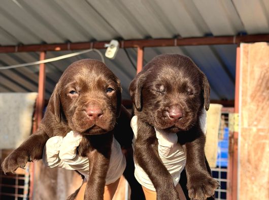 Labrador Yavrularımiz