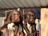 Labrador Yavrularımiz