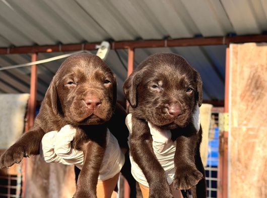 Labrador Yavrularımiz görsel