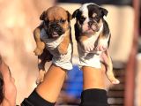 Egzotik İngiliz Bulldog Yavurlamız