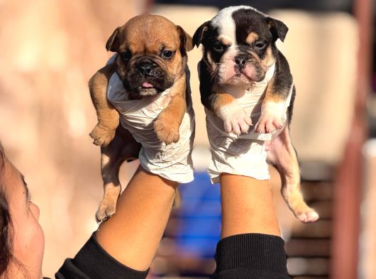 Egzotik İngiliz Bulldog Yavurlamız görsel