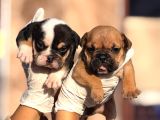 Egzotik İngiliz Bulldog Yavurlamız