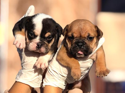 Egzotik İngiliz Bulldog Yavurlamız görsel