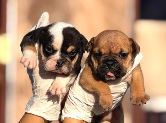Egzotik İngiliz Bulldog Yavurlamız görsel