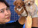 Maltipoo yavurlamiz