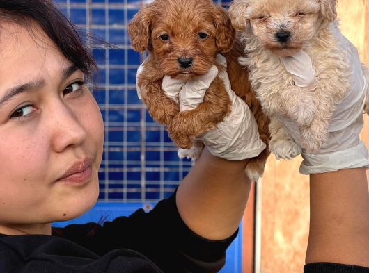 Maltipoo Yavurlamiz