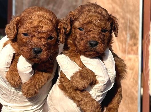 Toy Poodl Yavurlamiz görsel