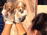 Maltipoo Yavurlamiz