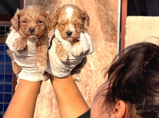 Maltipoo Yavurlamiz görsel