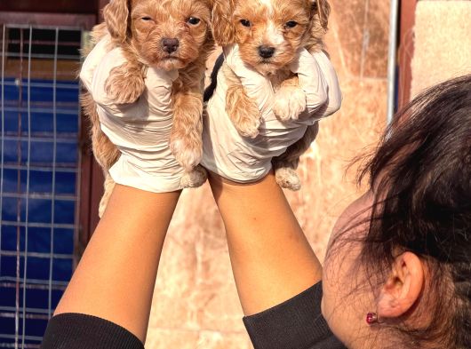 Maltipoo Yavurlamiz görsel